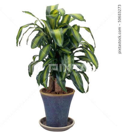Massin-Massangeana Dracaena fragrans（白色背景，切出） 50683273