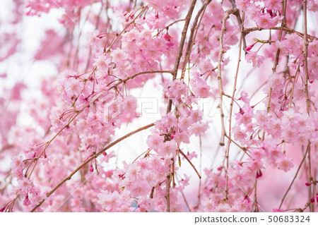 Weeping cherry blossoms Spring flowers Takami no Sato Nara Prefecture April 2019 50683324