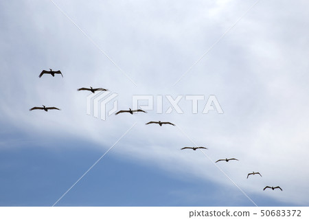 一群鵜鶘 50683372