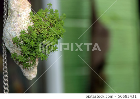 Shells and Succulents 50683431