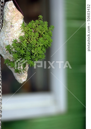 Shells and Succulents Shells and Succulents 50683432