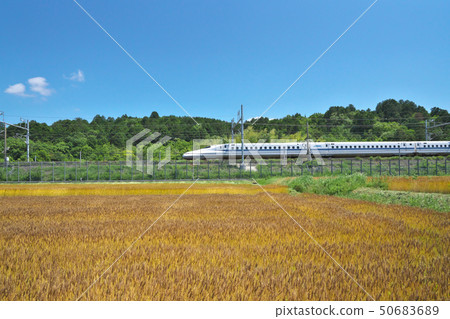 Shinkansen去小麥秋天 50683689
