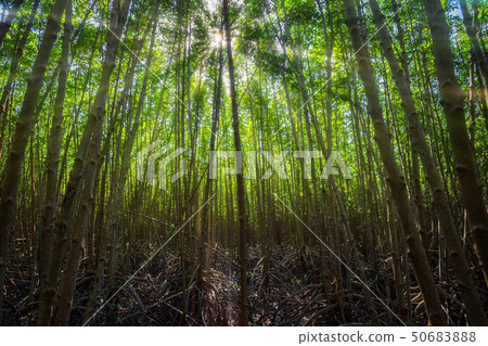 The forest mangrove in Chanthaburi Thailand. The forest mangrove in Chanthaburi Thailand. 50683888