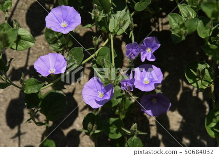 Konboruburusu（田旋花） 50684032