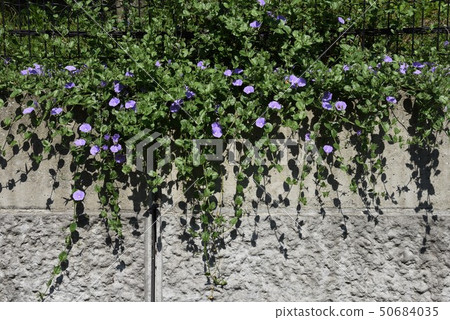 Konboruburusu(田旋花) Konboruburusu(田旋花) 50684035