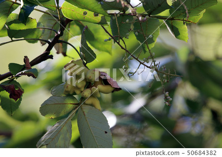 Nurde Fusinoki,兒茶素,山毛櫸,銀杏,nuldephi蚜蟲,昆蟲膽,Nurdebo蚜蟲 Nurde Fusinoki,兒茶素,山毛櫸,銀杏,nuldephi蚜蟲,昆蟲膽,Nurdebo蚜蟲 50684382