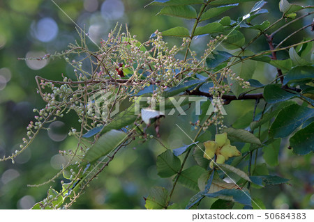 Nurde Fusinoki，兒茶素，山毛櫸，銀杏，nuldephi蚜蟲，昆蟲膽，Nurdebo蚜蟲 50684383