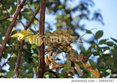 Nurde Fusinoki，兒茶素，山毛櫸，銀杏，nuldephi蚜蟲，昆蟲膽，Nurdebo蚜蟲 50684387