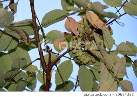 Nurde Fusinoki,兒茶素,山毛櫸,銀杏,nuldephi蚜蟲,昆蟲膽,Nurdebo蚜蟲 Nurde Fusinoki,兒茶素,山毛櫸,銀杏,nuldephi蚜蟲,昆蟲膽,Nurdebo蚜蟲 50684388