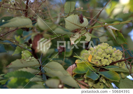 Nurde Fusinoki，兒茶素，山毛櫸，銀杏，nuldephi蚜蟲，昆蟲膽，Nurdebo蚜蟲 50684391