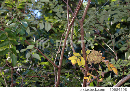 Nurde Fusinoki, catechin, beech, biloba, nuldephi aphid, insect gall, Nurdebo aphid 50684398