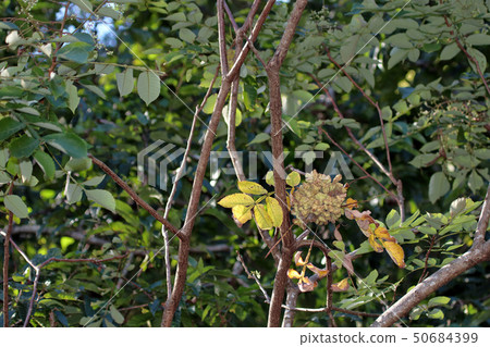 Nurde Fusinoki,兒茶素,山毛櫸,銀杏,nuldephi蚜蟲,昆蟲膽,Nurdebo蚜蟲 Nurde Fusinoki,兒茶素,山毛櫸,銀杏,nuldephi蚜蟲,昆蟲膽,Nurdebo蚜蟲 50684399