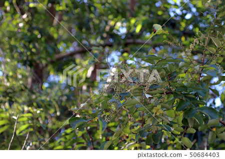 Nurde Fusinoki,兒茶素,山毛櫸,銀杏,nuldephi蚜蟲,昆蟲膽,Nurdebo蚜蟲 Nurde Fusinoki,兒茶素,山毛櫸,銀杏,nuldephi蚜蟲,昆蟲膽,Nurdebo蚜蟲 50684403
