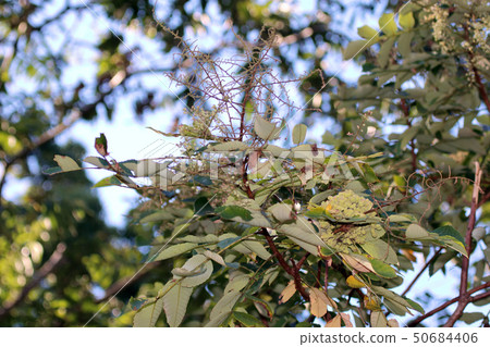 Nurde Fusinoki，兒茶素，山毛櫸，銀杏，nuldephi蚜蟲，昆蟲膽，Nurdebo蚜蟲 50684406
