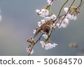 拿著櫻花瓣的麻雀 50684570
