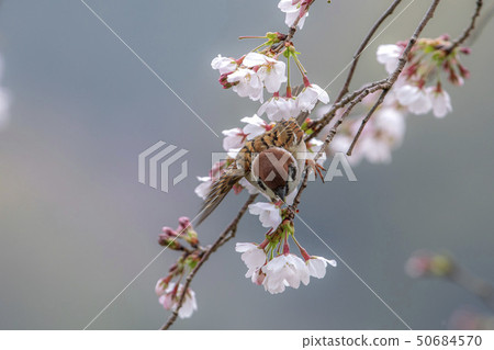 拿著櫻花瓣的麻雀 拿著櫻花瓣的麻雀 50684570