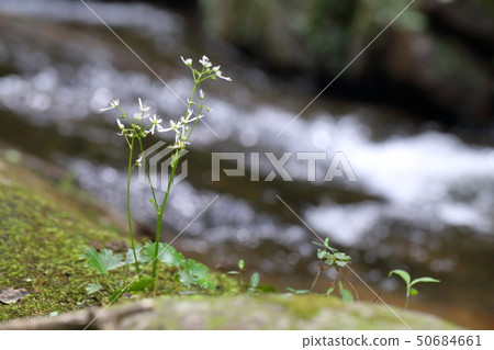 Capital letter grass 50684661