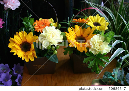 Sunflower arrangement in early summer Sunflower arrangement in early summer 50684847