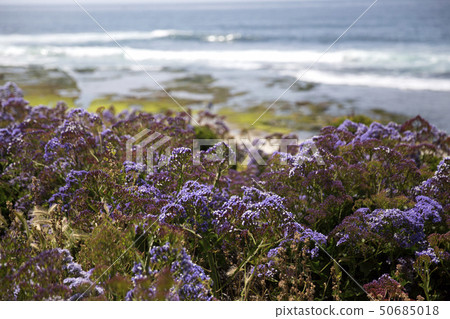 La Jolla San Diego California 50685018