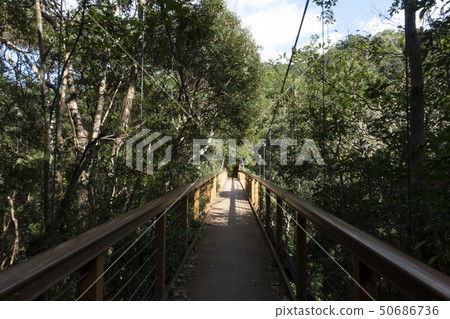 Woods Woods 50686736