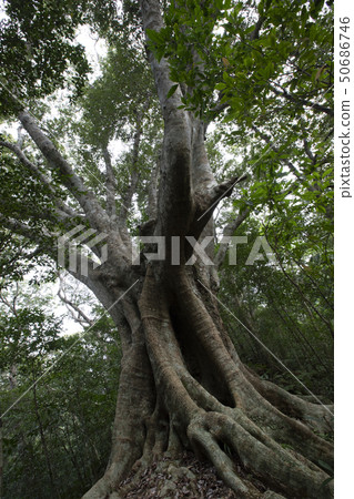 樹木 樹木 50686746