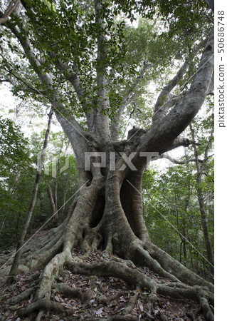 樹木 樹木 50686748