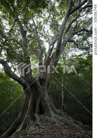 Woods Woods 50686749