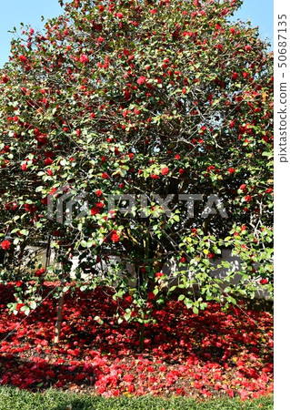 A temple at Ogachi-ji Temple in Yakage-cho, Okayama Prefecture 50687135