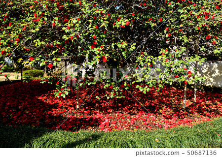 位於岡山縣Yakage-cho的Ogachi-ji Temple的一座寺廟 50687136