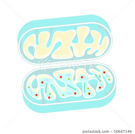 線粒體切掉的線粒體傳染媒介例證 50687146