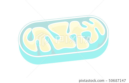 線粒體切掉的線粒體傳染媒介例證 50687147