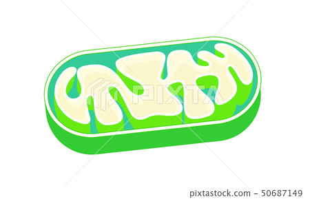 Mitochondrial cutaway mitochondria vector illustration 50687149
