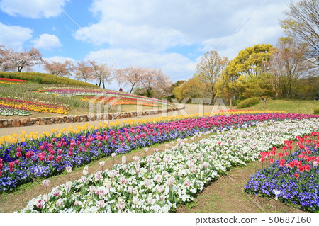 春天公園鬱金香花田 50687160
