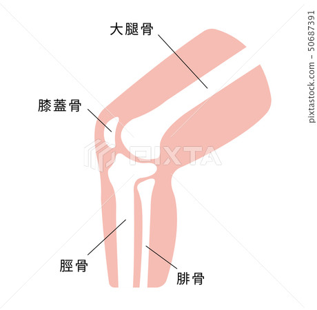 腳·膝蓋關節骨頭例證例證 50687391