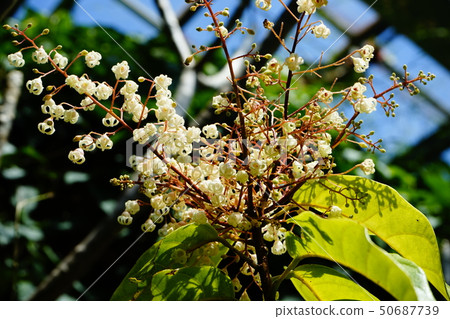 Ping-pong tree 50687739
