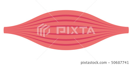 Muscle simple image illustration 50687741