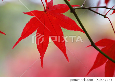 Momiji,秋天蛇鼻子戲劇天堂(福島縣,本宮市) Momiji,秋天蛇鼻子戲劇天堂(福島縣,本宮市) 50687773