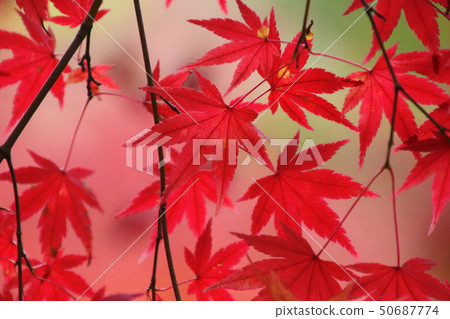 Momiji,秋天蛇鼻子戲劇天堂(福島縣,本宮市) Momiji,秋天蛇鼻子戲劇天堂(福島縣,本宮市) 50687774