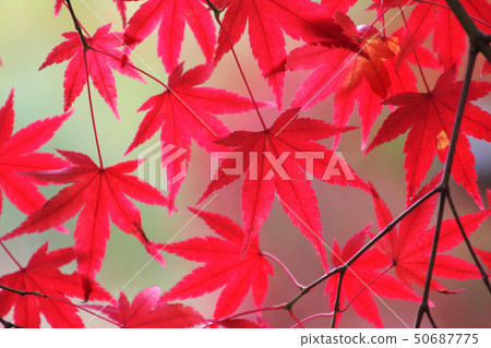 Momiji，秋天蛇鼻子戲劇天堂（福島縣，本宮市） 50687775