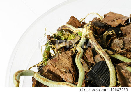 New sprout of orchid grows from old desieased plant 50687983