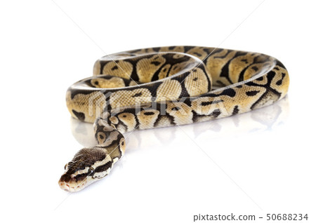 Ball python in studio 50688234