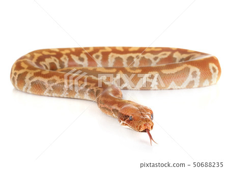 Python brongersmai in studio 50688235