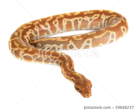 Python brongersmai in studio 50688237