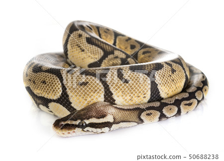Ball python in studio Ball python in studio 50688238