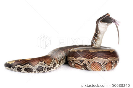 Python brongersmai in studio Python brongersmai in studio 50688240