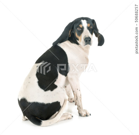 bernese Schweizer Laufhund 50688257