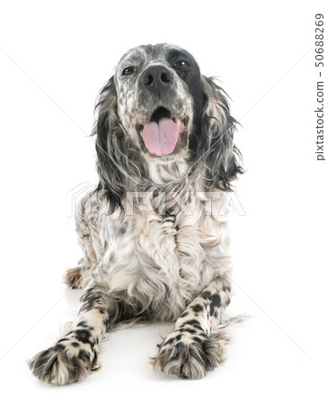 english setter in studio 50688269