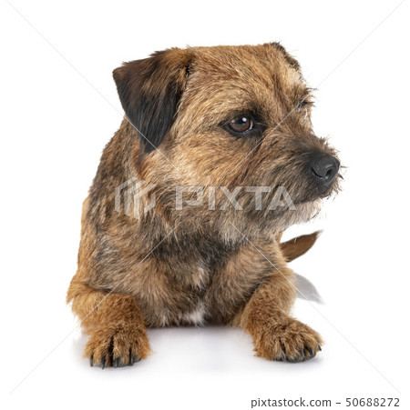 border terrier in studio border terrier in studio 50688272