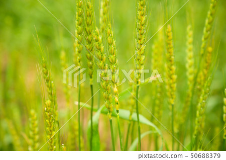 小麥圖像 50688379