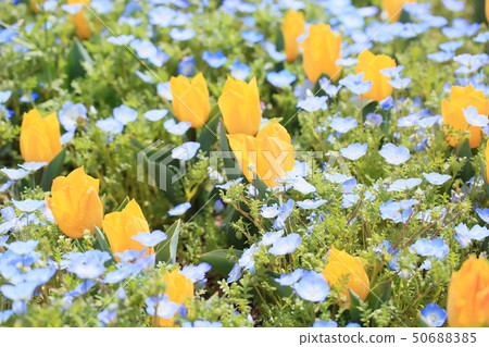 Tulip flower Tulip flower 50688385